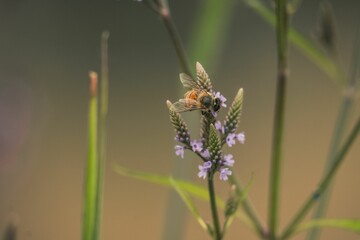 Closeup of a bee and blooming plant with blurred background