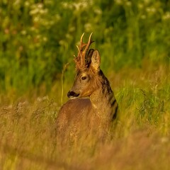 Closeup of a roe deer with small antlers captured in a beautiful grassland © Robert Hall/Wirestock Creators