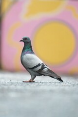 Closeup view of pigeon in the street on a colorful wall background