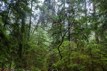 Low-angle view of a beautiful forest in Vancouver, Canada