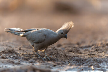 Grey Go-away-bird or Grey Lourie (Corythaixoides concolor) coming to a waterhole for a drink in Mashatu Game Reserve in The Tuli Block in Botswana