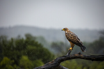 Close up image of a Snake Eagle on a dead tree in a national park in South Africa