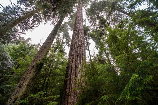 Low-angle view of a beautiful forest in Vancouver, Canada © Aaron Goodis/Wirestock Creators