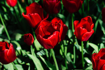 Field with assorted colors tulips. Colorful spring fresh dutch tulips. Nature background, red tulips