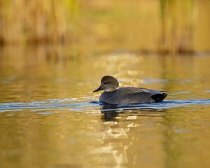 Gadwall bird in a pond.