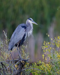 Vertical shot of a great blue heron bird perched on branches.