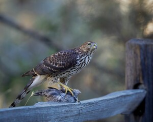 Naklejka na ściany i meble Cooper's hawk with its prey on a wooden stick.