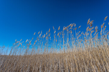 Obraz premium Marsh Grass