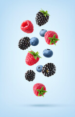 Various falling fresh ripe wild berries on light blue background. Raspberry, blackberry and blueberry.