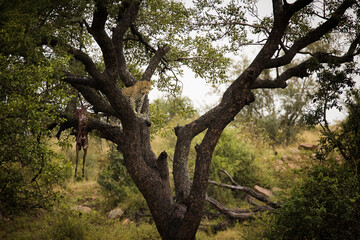 Fototapeta na wymiar A stunning photo captures a leopard in a tree with an impala kill. Witness Africa's wildlife and the importance of conservation to protect endangered species and preserve biodiversity.