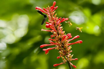 Vibrant red flower with buzzing bees on it