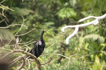 Darter perched atop a tree branch with its wings spread wide, basking in the sunlight