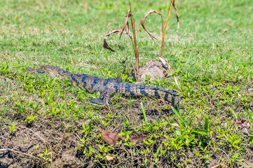 A view of a Morelets crocodile on the banks of the Belize River in Belize on a sunny day