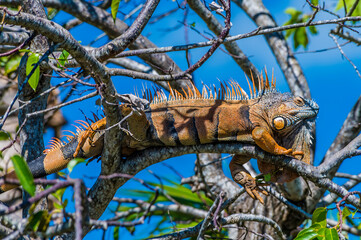 A close up view of a male iguana in a tree on the banks of the Belize River in Belize on a sunny day