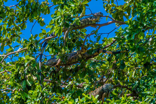 A view of iguanas in trees on the banks of the Belize River in Belize on a sunny day
