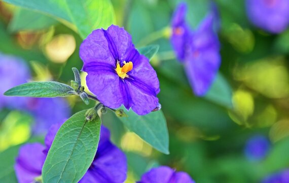 Close up of purple blue potato bush blossoms