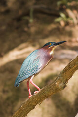 kingfisher on the branch
