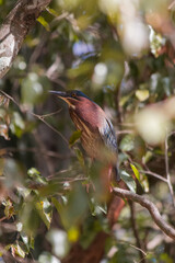 red billed kingfisher
