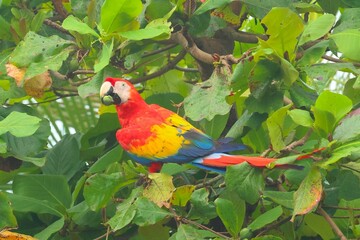 Red Ara perched on a tree branch in Costa Rica