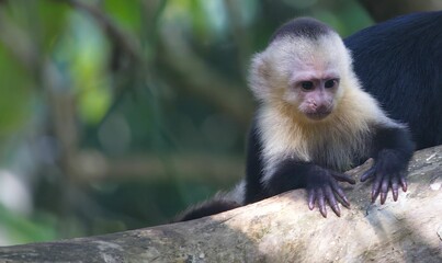 Capuchin monkey on a tree branch in a natural outdoor in Costa Rica