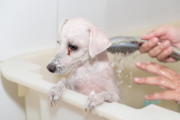 A dog taking a bath with a shower head adoption dog grooming