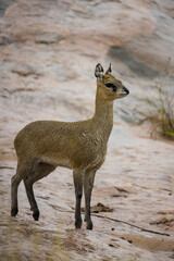 Close up image of Klipspringer in the Greater Kruger park in South Africa