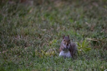 Side closeup of an Eastern gray squirrel running on the yellowing grass