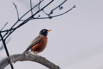 Low angle shot of a robin bird perched on a tree branch in the winter