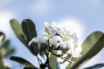 Closeup of white Plumeria alba flower with green leaves on blue cloudy sky background