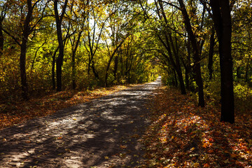 Naklejka premium Road through the forest