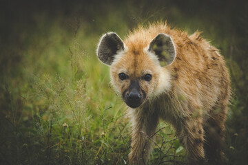 Obraz premium Close up image of a Spotted Hyena in the Greater Kruger park in Mpumalanga in South Africa.