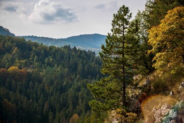Pine tree on a ledge
