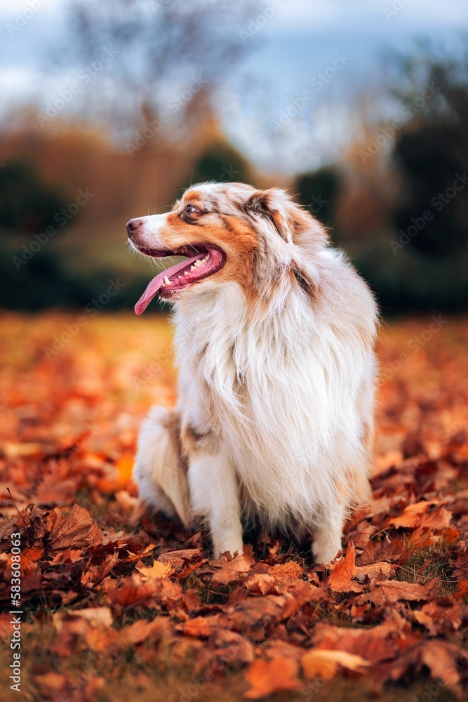 Poster Vertical shot of a purebred Australian shepherd sitting in the field with fallen autumn leaves