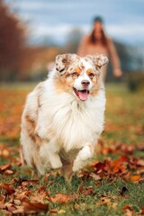 Vertical shot of a purebred Australian shepherd running in the field with fallen autumn leaves