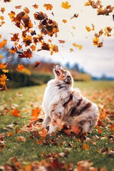 Vertical shot of a purebred Australian shepherd playing in the field with fallen autumn leaves