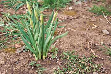 Obraz premium The buds of the first spring flowers are not open. Early spring.
