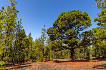 Große Kiefer im Corona Wald Nationalpark