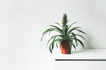 A young plant of the pineapple on a white table in a room, minimalist and scandinavian style, copy space