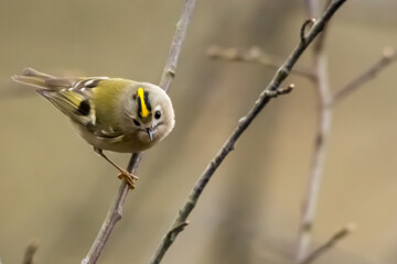 yellow backed shrike