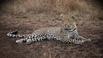 Leopard laying down in the grass by a dirt road in Serengeti national park, Tanzania