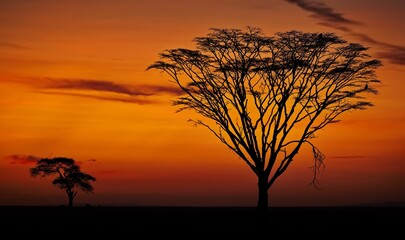 Fototapeta na wymiar Silhouette of a bared tree with a few trees at sunset in the distance in Serengeti national park