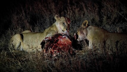 Two lions eating a carcass in a grassy area in Serengeti, Tanzania