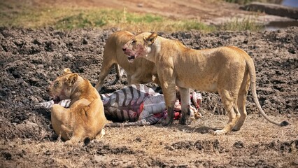 Lions eating a dead zebra in the dirt in Serengeti national park, Tanzania