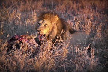 African lion savoring a meal in dry, grassy field in Serengeti, Tanzania