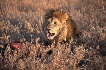 Majestic lion lying in a field of tall grass, gazing off to the right in Serengeti, Tanzania