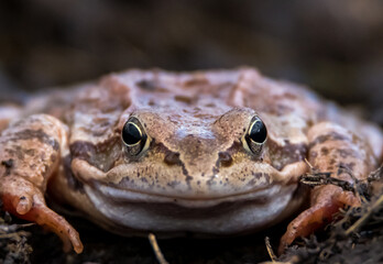 frog on the ground