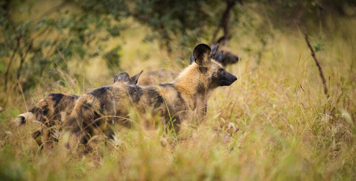 Close up image of an African Wilddog in a national park in South Africa