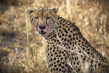 Young cheetah with its teeth slightly open in the dry yellow field, Serengeti, Tanzania