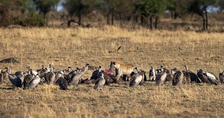 Flock of vultures gathered in a grassy field in Serengeti, Tanzania