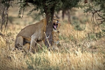 Two lions laying down on the yellow dry grass